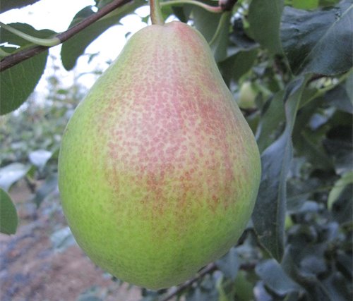 甘梨3號(hào)